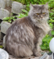 /album/fotogaleria/a250px-cat-mainecoon-lara1-png1/